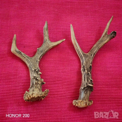 Рога от сръндак. 