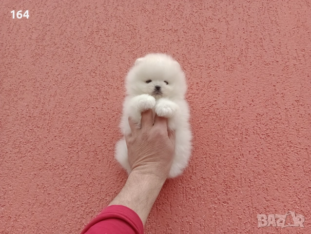 Различни възрасти! Богат избор на мини Померани. Реални снимки !!! , снимка 15 - Померан - 53772615