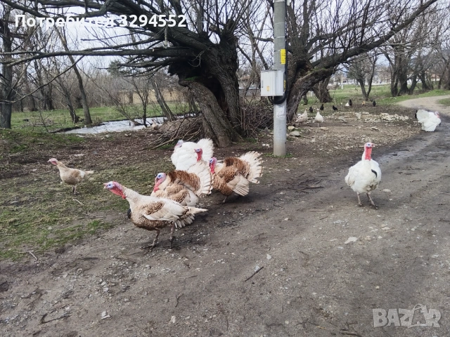 Пуйки и Пуяци , снимка 9 - Кокошки и пуйки - 53632545