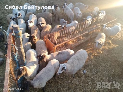 Продавам овце,агнета и кочове, снимка 5 - Овце - 52836919