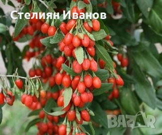 Едроплодно годжибери (Lycium barbarum 'Korean Big')