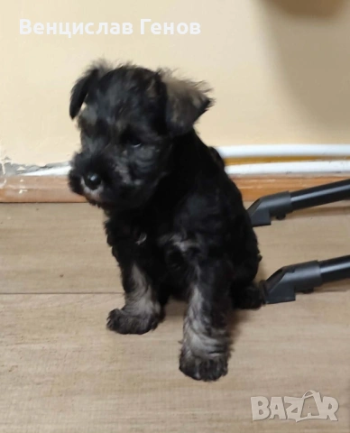 Цверг шнауцер, цвергшнауцер мини шнауцер