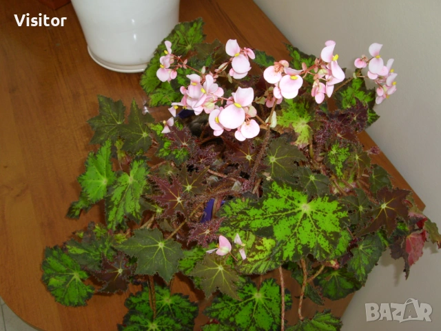 фотоапарат Samsung L70 Digital  , снимка 15 - Фотоапарати - 54254462