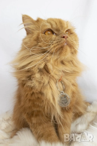 медальони за кучета от неръждаема стомана , снимка 2 - За кучета - 52741098