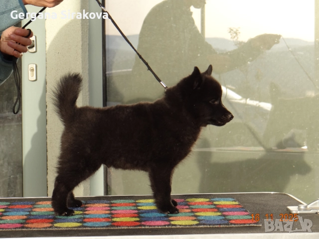 Шиперке - уникални малки кучета, снимка 7 - Други - 52115812