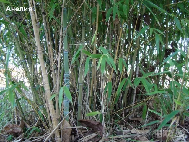 Бамбук зимоустойчив Гол корен , снимка 2 - Градински цветя и растения - 52059655