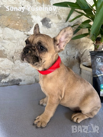 Френски булдочета мерлета(флъфи ген), снимка 12 - Френски булдог - 54108361