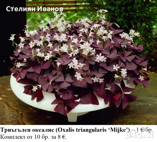 Триъгълен оксалис, трилистен оксалис (Oxalis triangularis ‘Mijke’) - ризоми