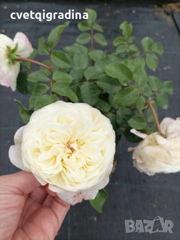 Роза храстовидна-бяла, снимка 2 - Градински цветя и растения - 45842024