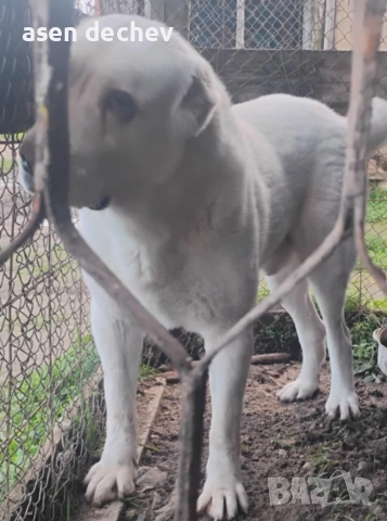 продавам мъжко алабай 