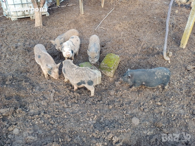 Разменям виетнамски прасета за други животни или зърно, снимка 9 - Прасета - 52406042
