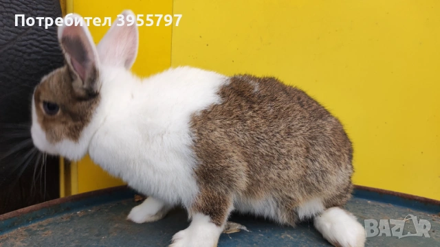 Продавам мини заек, снимка 2 - Декоративни зайчета - 53995904