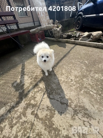 женски Померан шпиц 0878643008 цената е по договаряне, снимка 2 - Померан - 54014315