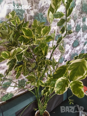 Голяма еуфобрия педилантус, снимка 2 - Стайни растения - 52545831