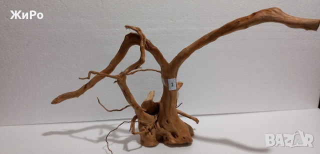 Корен от Азалия /декорация/ 1, снимка 3 - Други - 49874536