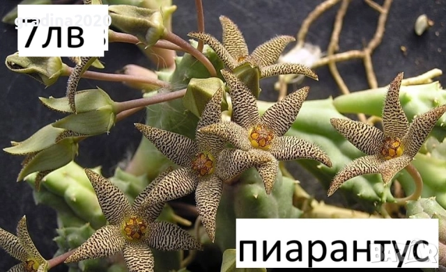 🌵 Степелия (Piaranthus) – Екзотична сукулентна красота за вашия дом