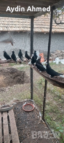 Гълабите са работещи, снимка 4 - Гълъби - 52851709