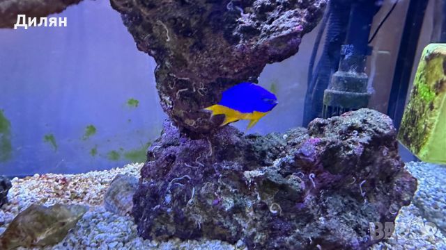 Clownfish (Amphiprion ocellaris ) - Риба Клоун, снимка 5 - Рибки - 46271341