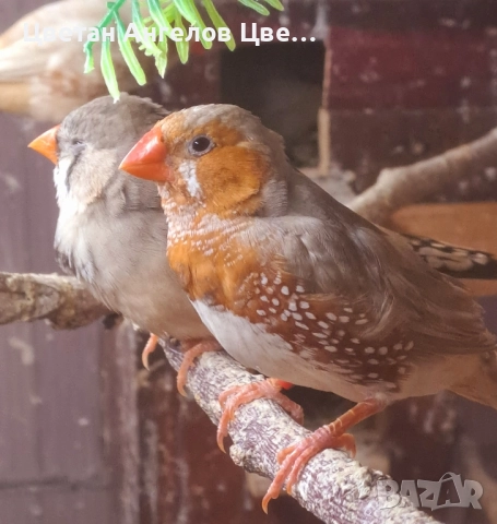 Продавам изложбени зеброви амадини , снимка 16 - Амадини - 46700240