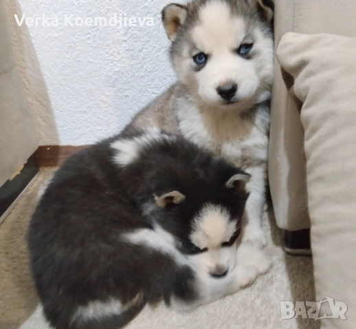 Продавам кученца Хъски 🐾, снимка 8 - Хъски - 53594890