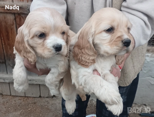 Кокер шпаньол Страхотни 