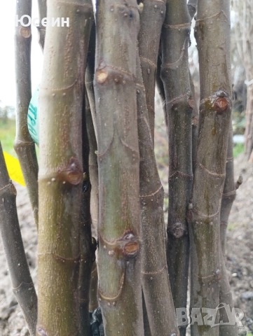 Фиданки от смокиня, снимка 5 - Градински цветя и растения - 52578902