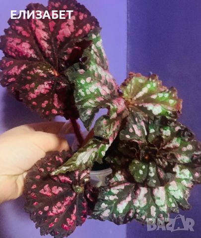 Begonia, снимка 1 - Стайни растения - 46302214