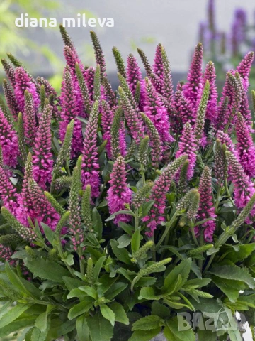 Розова Вероника, Veronica spicata ‘Anniversary Rose’, снимка 6 - Градински цветя и растения - 54139863