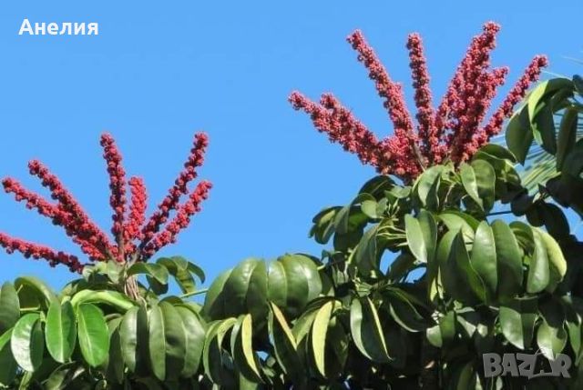 Шефлера актинофила,Schefflera Actinophylla.Чадъреста.Екзотика !

, снимка 1 - Стайни растения - 46154908