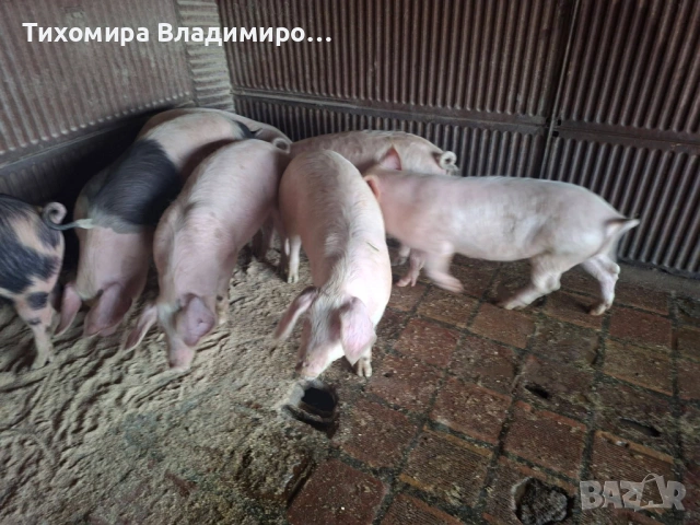 Свободни прасета , снимка 3 - Прасета - 53688223