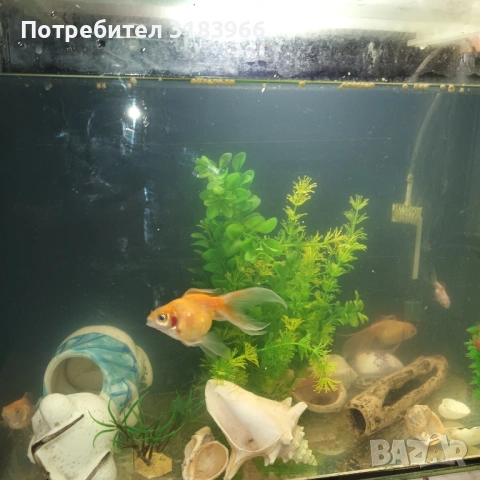 голям аквариум с рибки оборудван 50 х 40 х 24, снимка 10 - Аквариуми - 53830698
