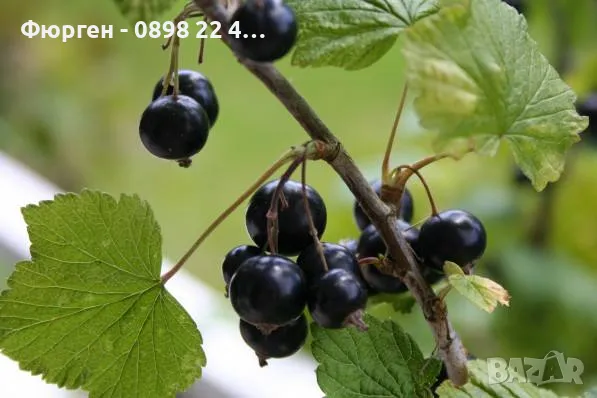 Касис- Френско грозде, снимка 9 - Градински цветя и растения - 27293149