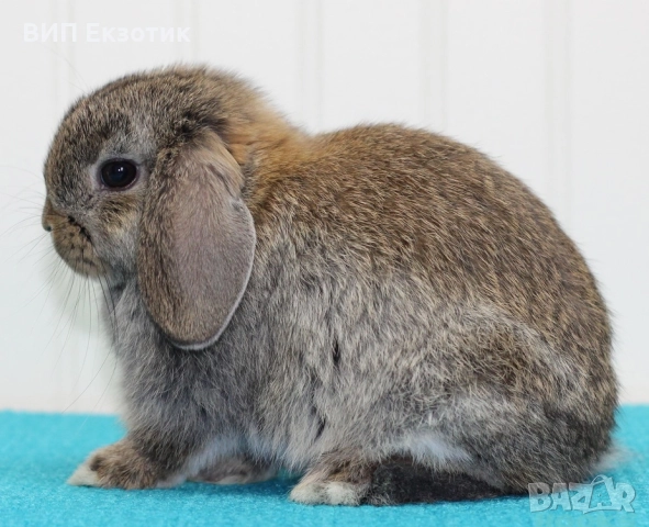 ПРОДАВА МИНИ ЗАЙЧЕТА, снимка 3 - Декоративни зайчета - 13246306