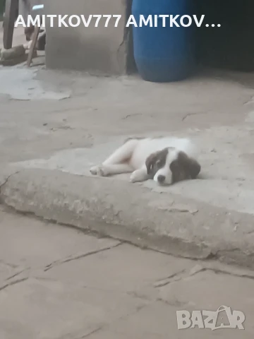 Продавам малки кученца каракачанка мъжки , снимка 1