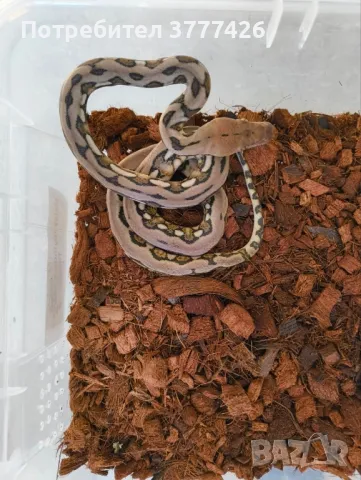 Мрежест Питон / Python reticulatus, снимка 2 - Змии - 42661689