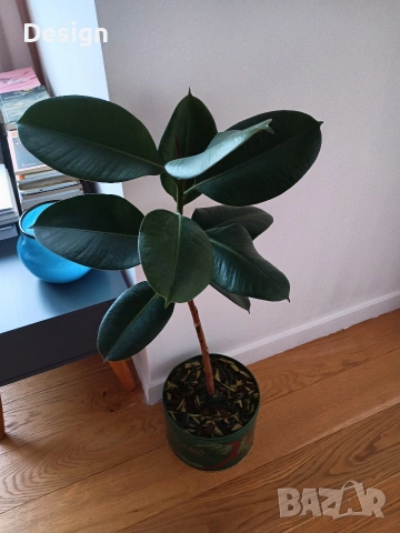 Стайно растение Фикус 
