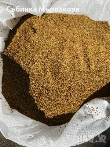 Семе люцерна.сорт Плевен 6 