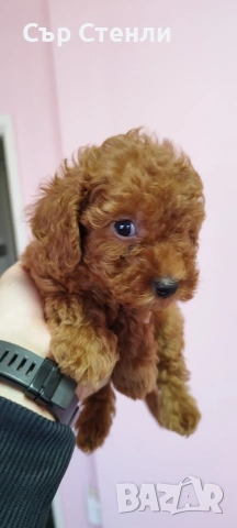 ТОЙ ПУДЕЛ 5 момчета, снимка 8 - Пудели - 53799744