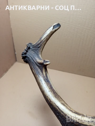 Стар Голям Единичен Еленски Рог Рога., снимка 10 - Антикварни и старинни предмети - 51321602