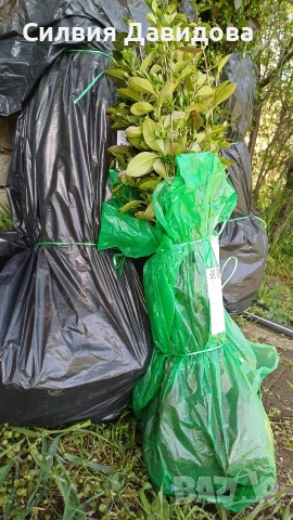 Лигуструм на корен, снимка 16 - Градински цветя и растения - 52405753