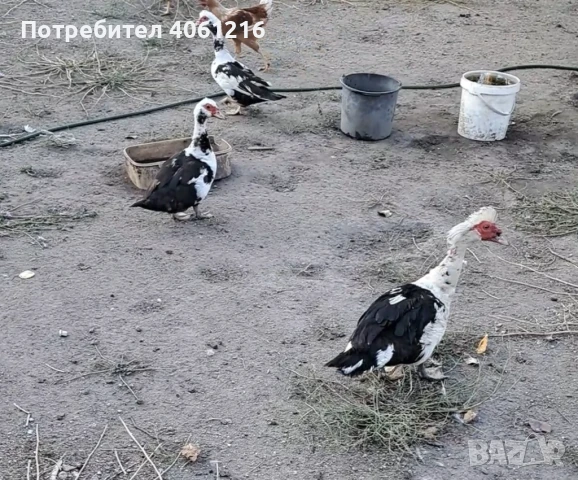 Неми патици Пловдив , снимка 1