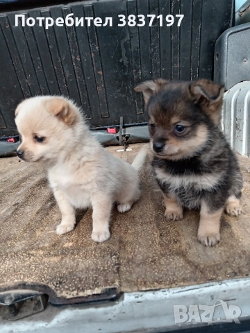 мъжки и женски кученца