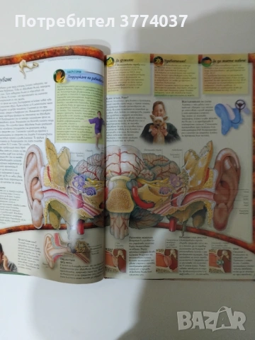 Детска енциклопедия " Човешкото тяло", снимка 4 - Енциклопедии, справочници - 53224106