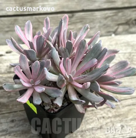 Echeveria hoveyi f. variegata, снимка 1 - Стайни растения - 46975427