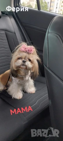 Шицу, снимка 1