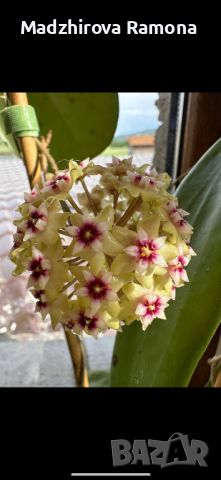 Hoya Sp.bulusan , снимка 1 - Стайни растения - 45271610