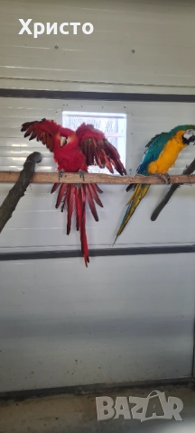 Продавам чифт Ари 