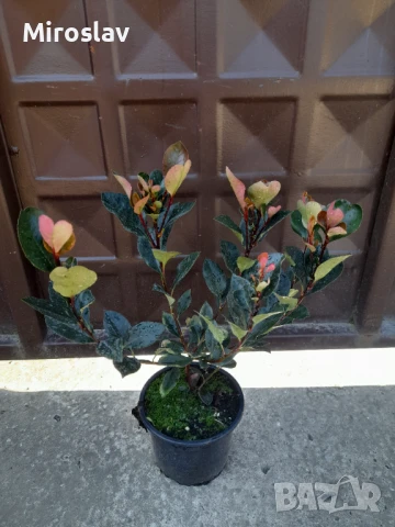 Фотиния Литъл ред Робин, снимка 8 - Градински цветя и растения - 51252940