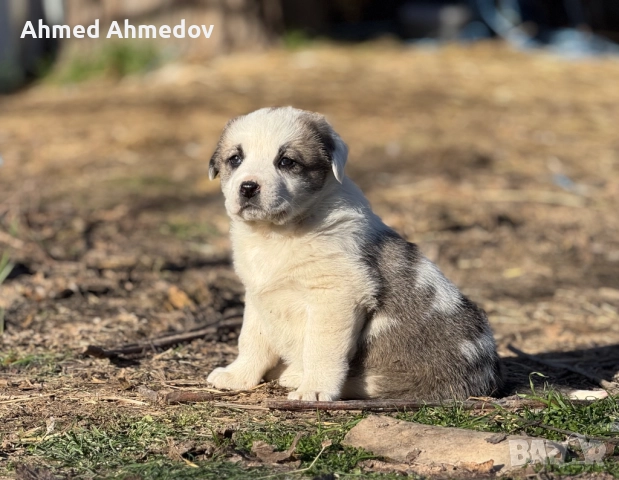 Кученца, Кавказка овчарка-Алабай, снимка 4 - Кавказка овчарка - 52955623