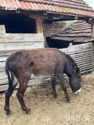 Продавам мъжко магаре, снимка 2 - Коне - 54146364